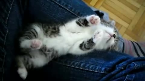 Kitten Asleep