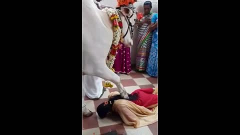 Cow blesses devotee with its leg at a temple in southern India