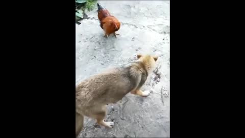 Chicken VS Dog