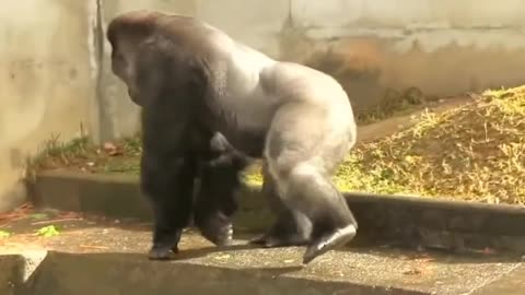 Silverback Gorilla Shows Off Strength In Front Of Zoo Visitors