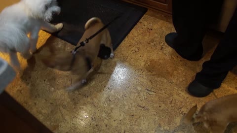 Two dogs going in circles while trying to sniff butt XD