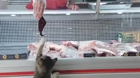 This Butcher Feeds Stray Dogs & Cats