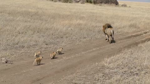 Lions dad tries to ditch his cubs