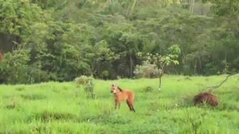 Lobo-guará no cerrado brasileiro
