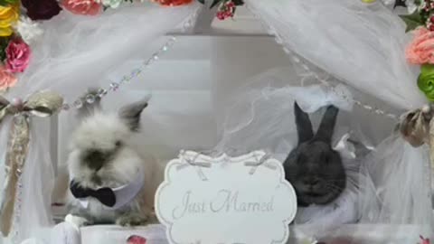 Story of two bunnies getting married