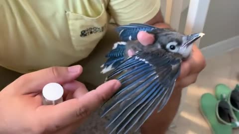 How to train a baby bird to eat