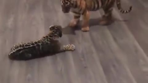 Baby Jaguar Meets Baby Tiger