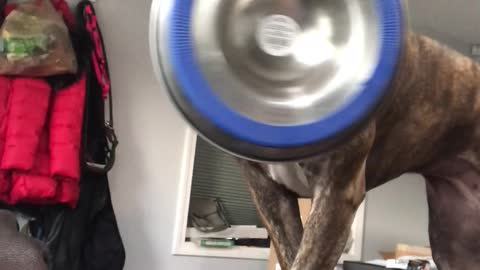 Hungry Dog Dramatically Delivers Food Bowl