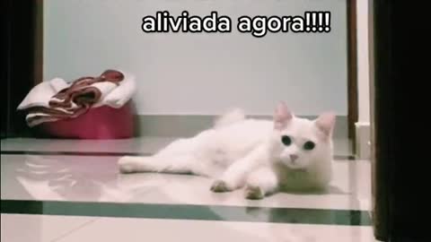 GATO ASSUSTA A DONA E PEDE CARINHO