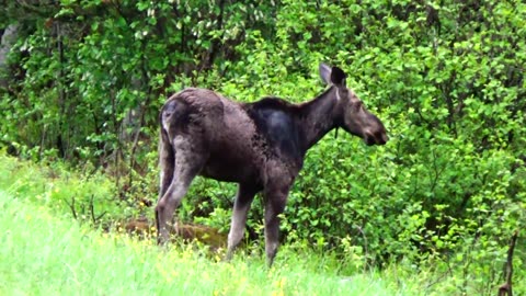 Roadside Moose