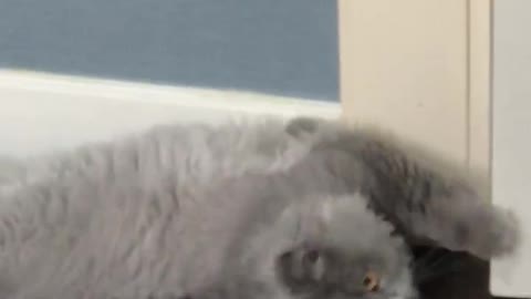 Cute grey cat responding to owner