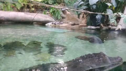Caimans swim in the aviary.