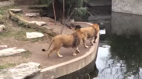 Lions scattered as she looked at the lioness