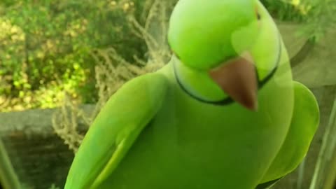 A Green Parrot Perched On a Window ledge