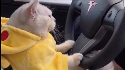 Cat drive a car 🚗
