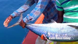 The Largest Kingfish Barracuda Ever To Fish
