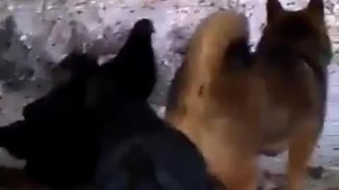 Chicken Is The Worst Bully Pecking A Dog In The Ass