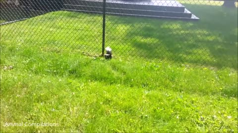 Baby Skunks Trying To Spray - Funniest Compilation01