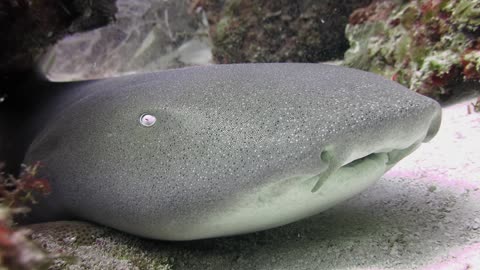 Shark and stingray allow diver to record awesome up-close footage