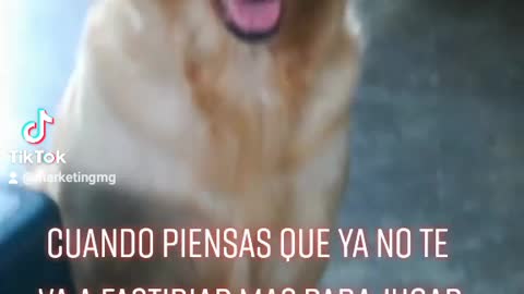 Perra loca mira lo que hace