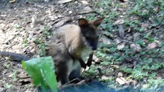 funny kangaroo communicates with people
