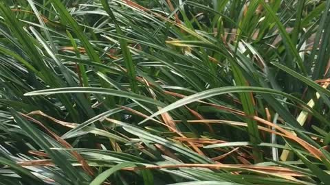 Brown dog pokes head out of grass