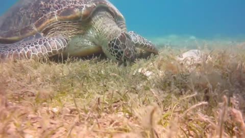 1 Hour of Turtle Paradise | Relaxing Music with Sea Turtles |