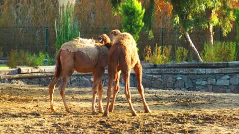Camel couple in Arab zoo