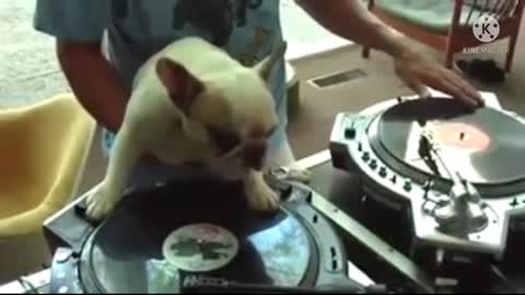 Dj dog and man fanny video