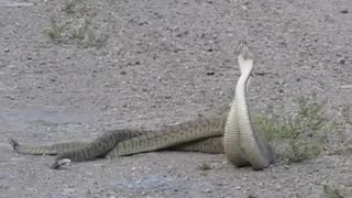 Rattle snakes dancing in same steps