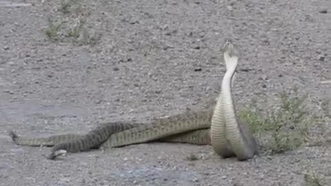 Rattle snakes dancing in same steps