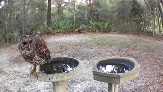 Morning Owl in Birdbath