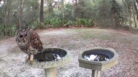 Morning Owl in Birdbath