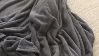 White dog hiding under grey covers