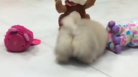 Dogs love to play with toys.