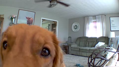 Golden Retriever discovers his puppy cam...