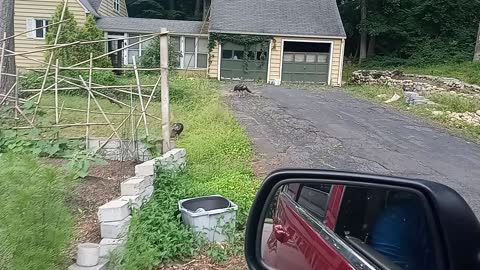 Turkey gang in my yard.