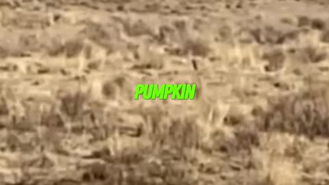 475 Magnum Vaporizes Pumpkin