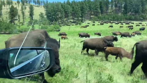 Cars Caught in the Middle of Bison Migration
