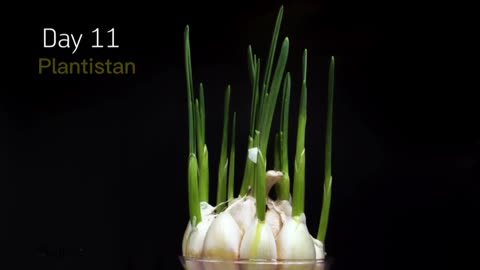 Growing Garlic in Water (12 Days Time-lapse)