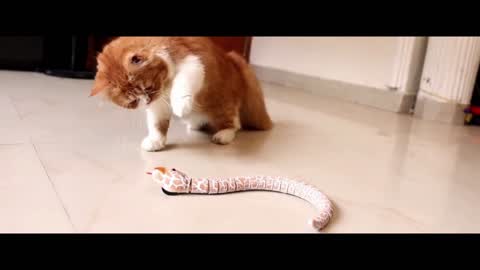 Crazy cat prank snake funny video