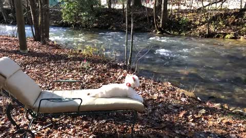 Puppy chills out on lawn chair by the creek