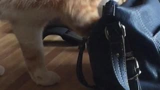Cat Steals Credit Card Out Of Woman's Purse