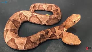 Rare two headed Copperhead snake found in Virginia backyard