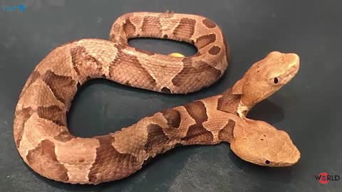 Rare two headed Copperhead snake found in Virginia backyard