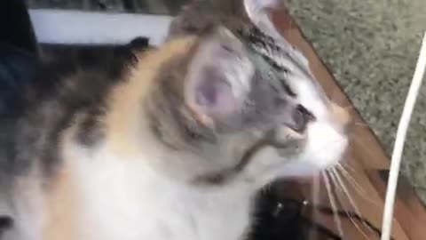 Cute ragdoll cat funny video.