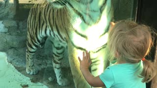 Little Girl Stares Down Tiger at the Zoo