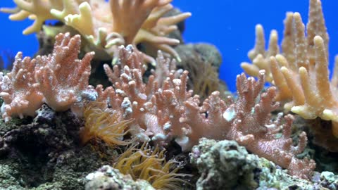 Aquamarine Life Inside An aquarium
