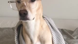 Cute Dog in Glasses