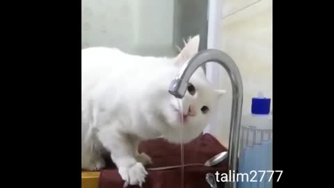 Fanny cat video,,🤣🤣🤣🤣🤣🤣🤣